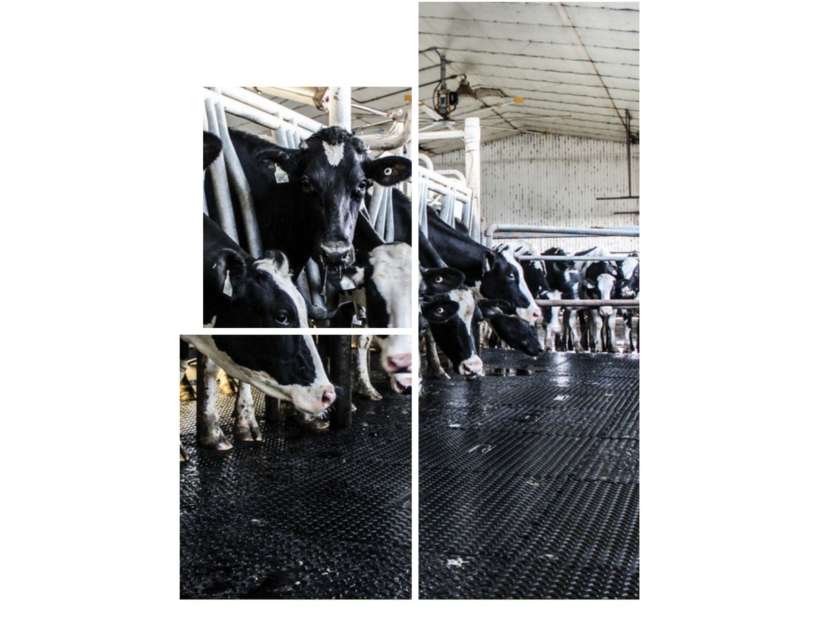 Studded Cow Mat