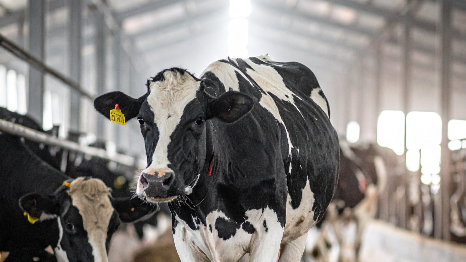 Dairy cow walking on recycled-rubber slat matting in a barn